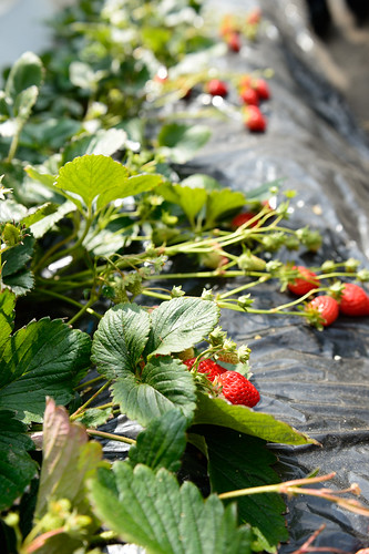 Strawberry Picking!