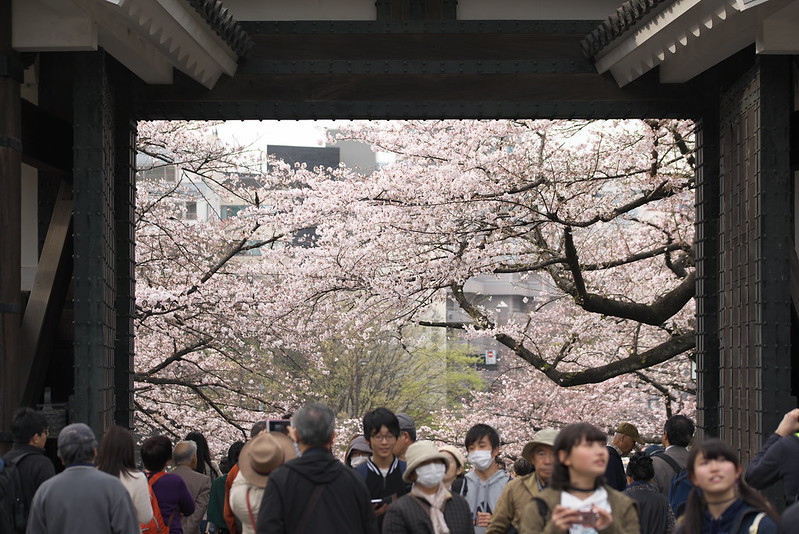 東京路地裏散歩 皇居の桜 2016年3月31日