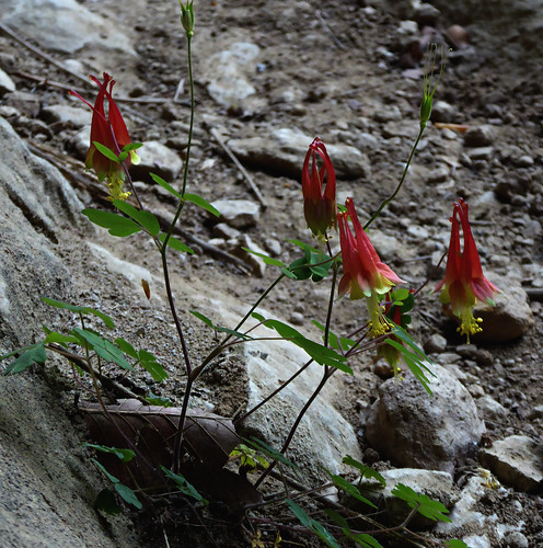 red columbine wildflower aquilegiacanadensis cartercaves columbineflower
