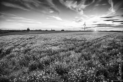 sunset france champs paysage fr artois drone pasdecalais éolienne yellowfield couchersoleil dji nordpasdecalaispicardie sainthilairecottes