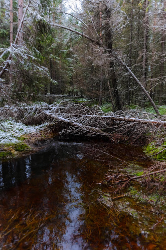 tree nature finland river nikon path fallen fi ylöjärvi pirkanmaa riuttaskorpi