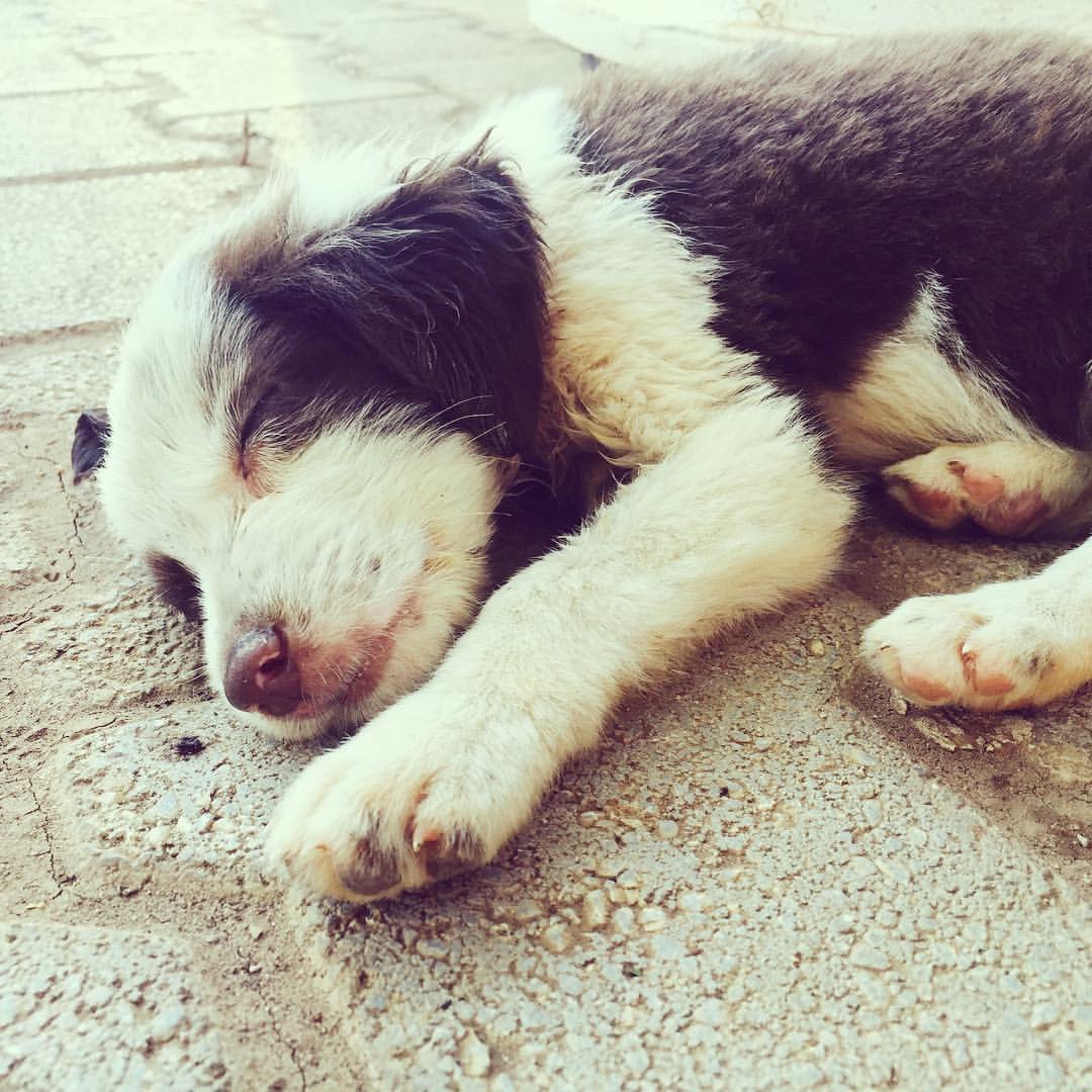 I find baby goats, otters and donkeys the cutest animals on earth, but this puppy at a gözleme (turkish pancake) place was pretty cute, too. Or what do you think? #turkki #turkey #homeof #cute #animals #puppy #puppygram #sailforgood @sailforgood #matkailu