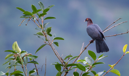 a10-scaly-naped pigeon