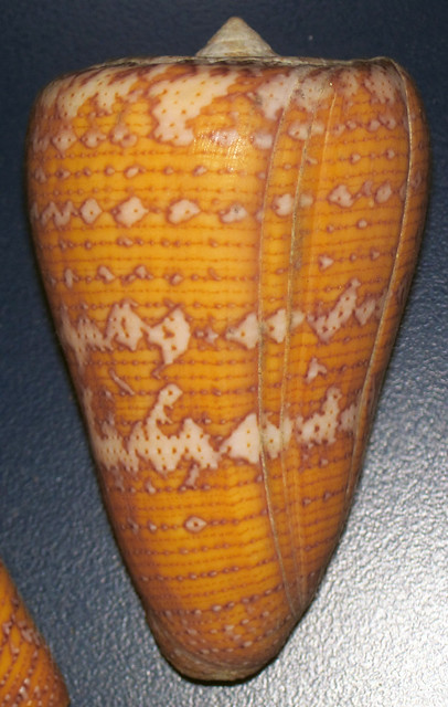 Photo：Conus cedonulli (matchless cone snail) 1 By James St. John