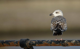 Herring Gull on old railing