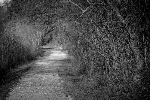 trees blackandwhite bw louisiana path trail blackwaterconservationarea