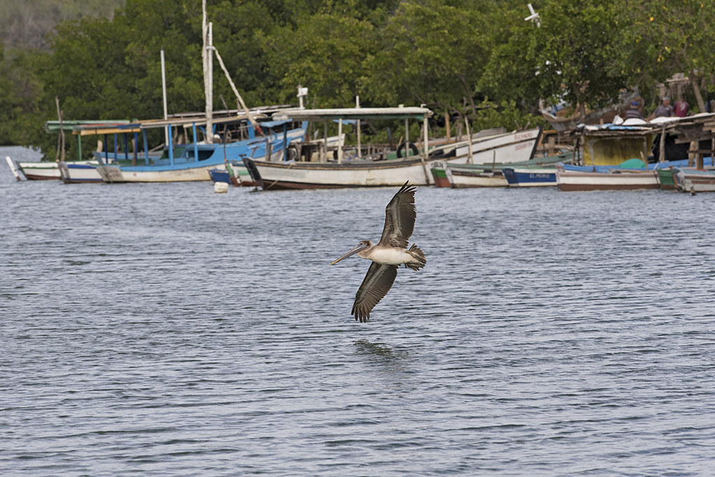 Brown Pelican    Cuba