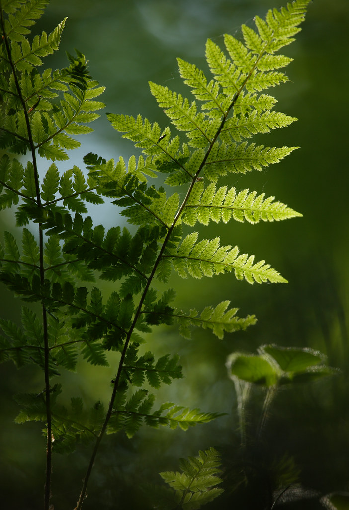 Fern Abstract