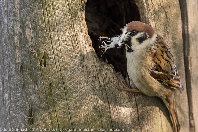 Sparrow building a nest