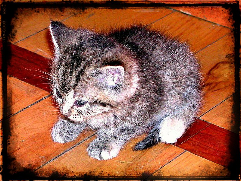 Cute Kitten Rustic Framed 004