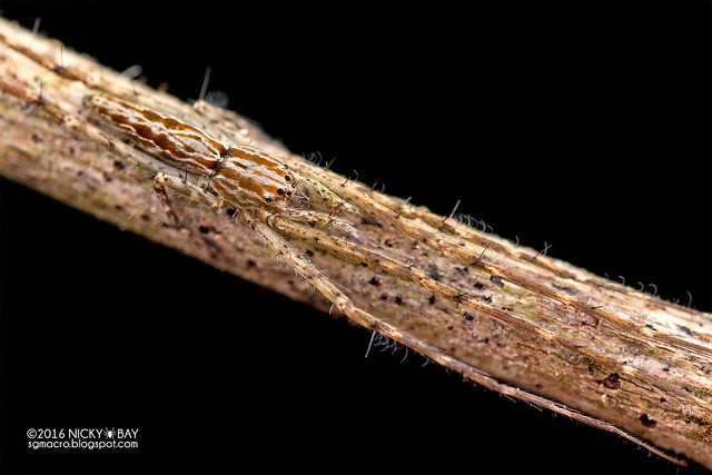 Nursery web spider (Hygropoda sp.) - DSC_8163