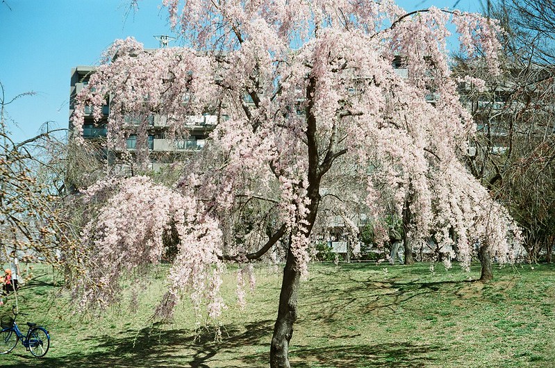 桜 by Rollei B35 2016年3月31日