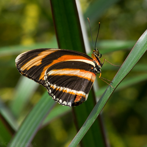 butterfly pentax michigan midland midlandmi bandedorangeheliconian dowgarden pentaxk3