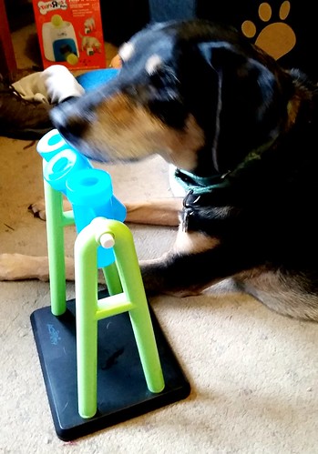 Senior dogs love enrichment games too - Lapdog Creations