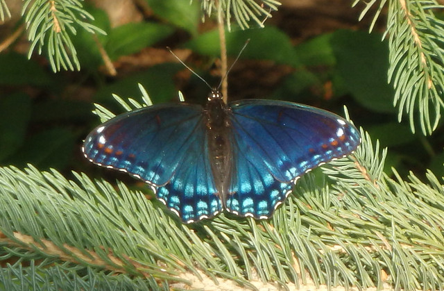 same butterfly in the sun, its wings turned iridescent blue
