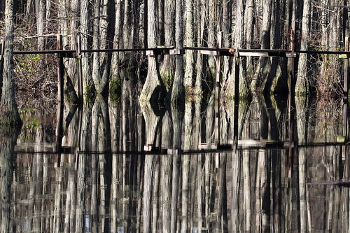 trees lake water reflections landscape northcarolina carverscreekstatepark