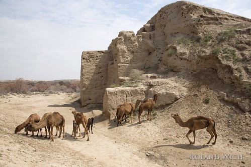 city wall town mud camel walls fortification camels merv turkmenistan merw