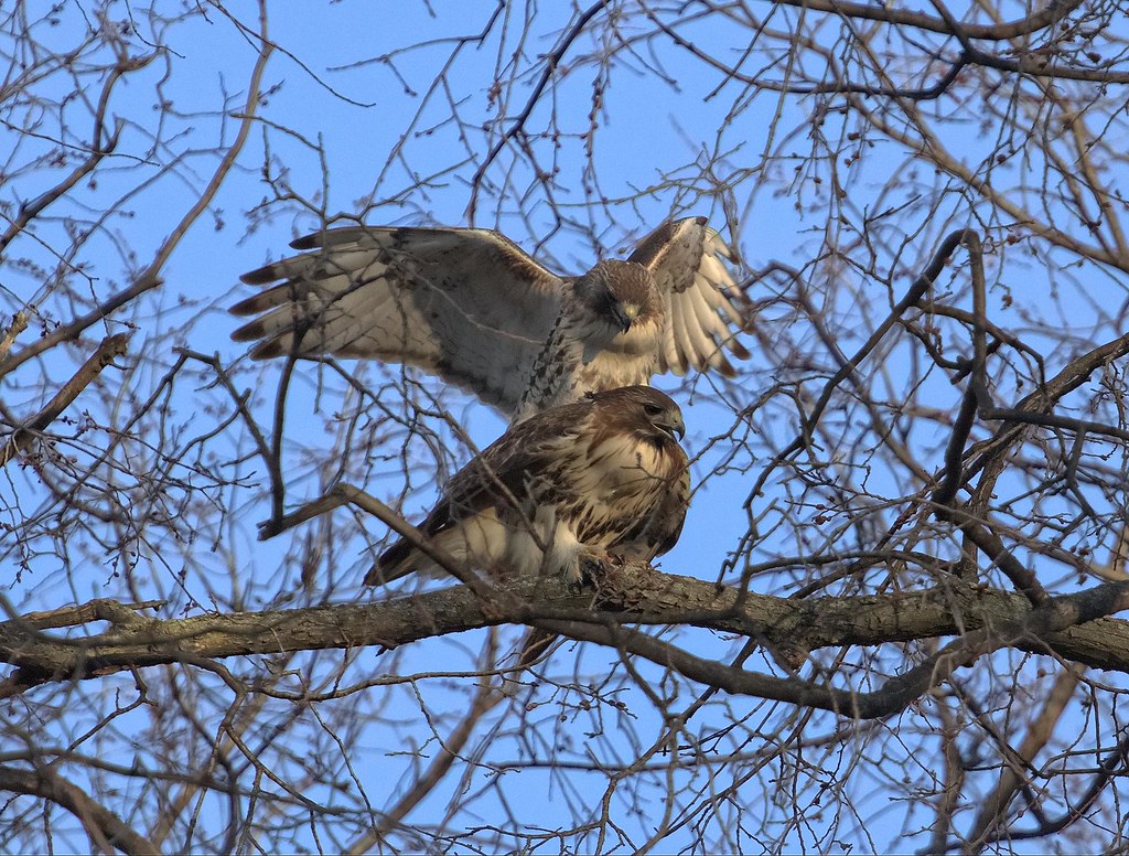 Red-tails Christo & Dora mating in Tompkins Square