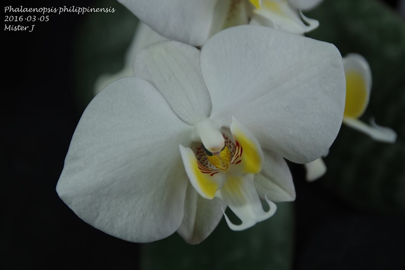 Phalaenopsis philippinensis 24922555213_e8c1139dbd_c