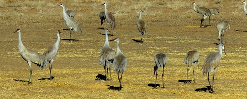 birds rural colorado wildlife center cranes sanluisvalley migration sandhillcranes