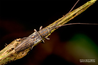 Longhorn beetle (Phelipara marmorata) - DSC_8424