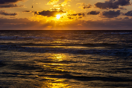 sea usa beach gulfofmexico sunrise fishing texas seagull earlymorning portaransas