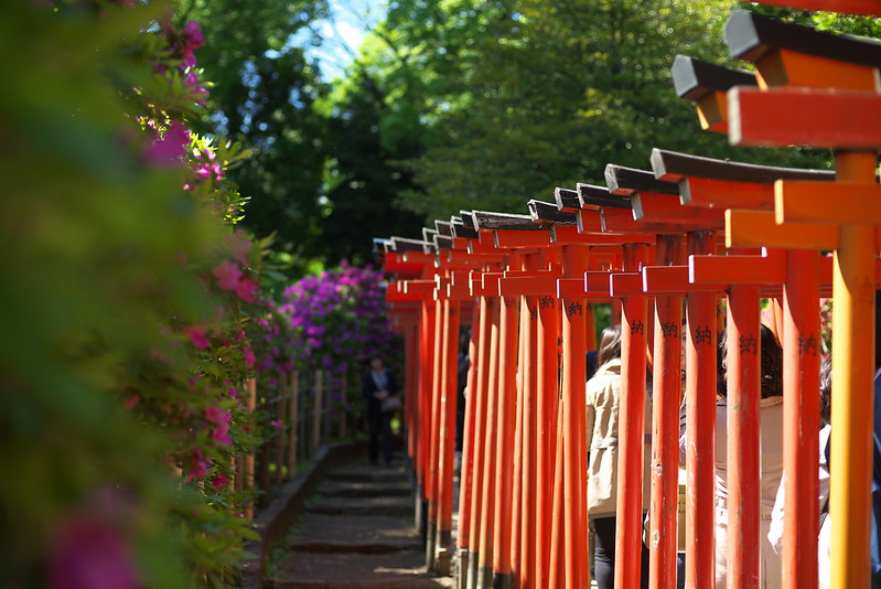 東京路地裏散歩 根津神社の文京つつじまつり 2016年4月29日