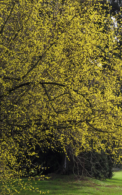 the clusters of tiny yellow flowers on the Japanese Cornelian tree in February