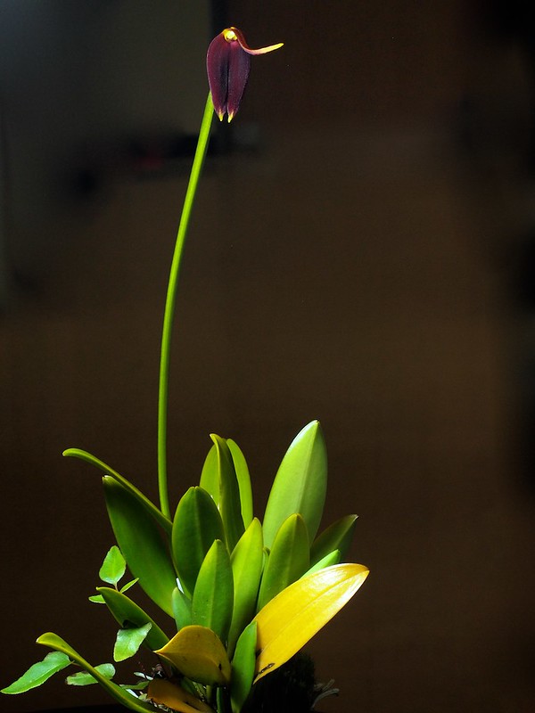 Masdevallia melanoxantha plant