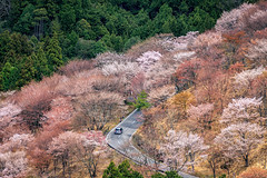 Sakura Mountain Road