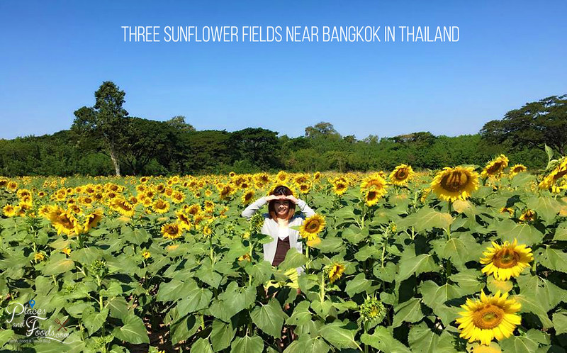 Three Sunflower Fields near Bangkok in Thailand