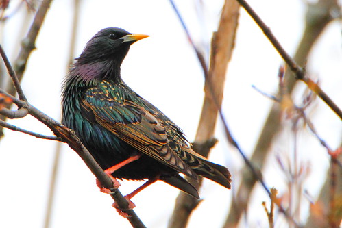 european starling europeanstarling mckenziemarsh