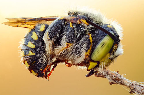 macro animal canon insect naturallight bee konica abeja insecto macrophotography hymenoptera macrofotografía megachilidae anthidium 1000d konicahexanon40mm fieldstack