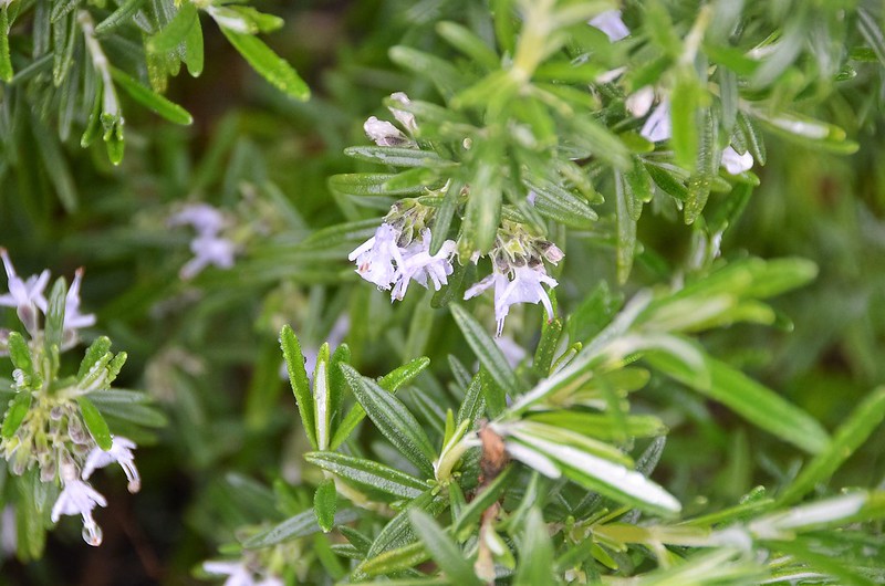 Rosemary flowers (1)