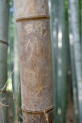Bamboo Graffiti