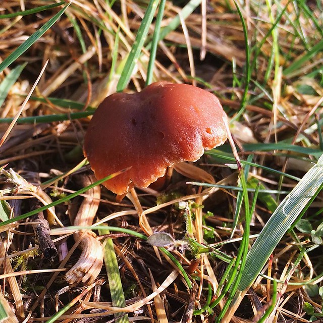 Little mushroom friend on our walk this morning.