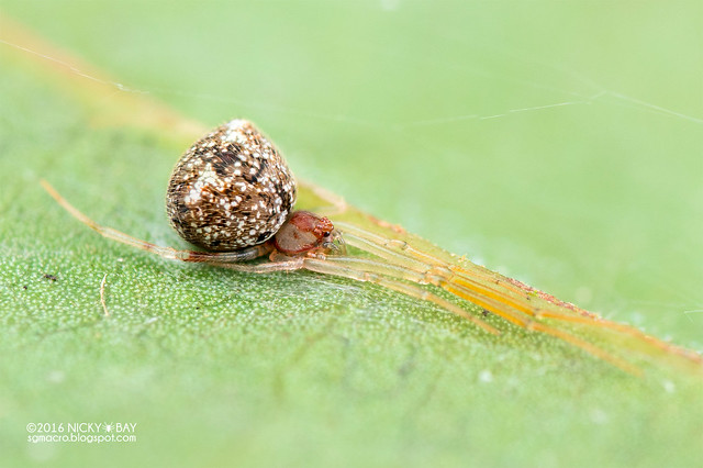 Comb-footed spider (Janula sp.) - DSC_7330