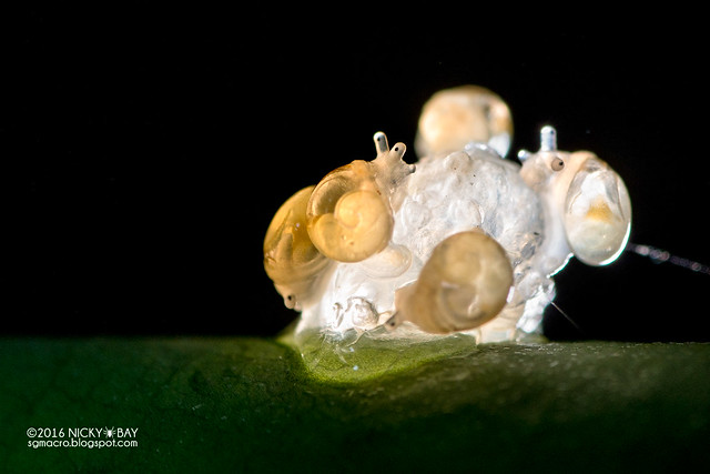Snail hatchlings (Gastropoda) - DSC_8300