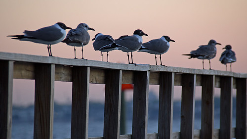 birds sunrise tampa florida outdoor wildlife seagull ballastpointpark
