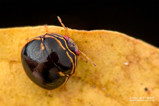 Globular shield bug (Plataspidae) - DSC_0847
