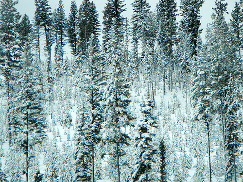 Drive-by shooting of snow scenes on Hwy 5 in the BC Interior