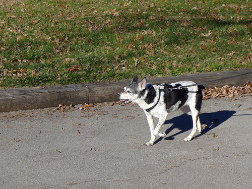 2015-11-21 - Walking at Wallace Campgrounds - 0019 [flickr]