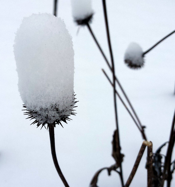 white coneflower covered in snow
