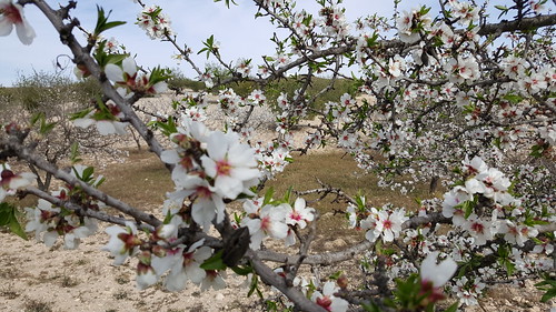 winter andalusien spanien frühling mojacar oliven sorbas mandelblüten turre cariatiz mojacarpueblo winterpokal loscastanos