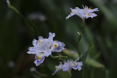 著莪 Iris japonica