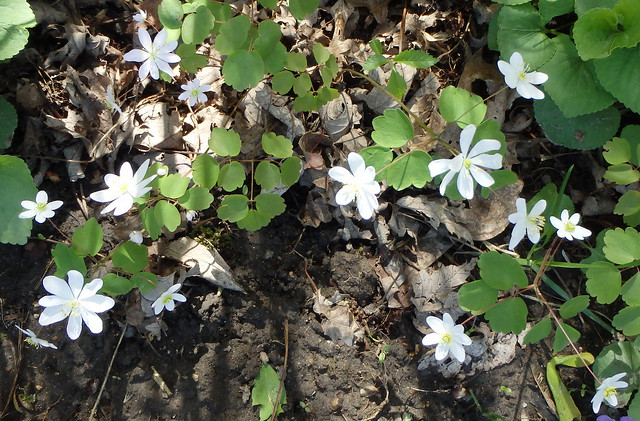 four plants with paw-shaped leaves and white flowers with about eight petals apiece
