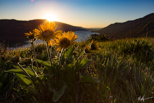 morning flowers nature yellow oregon sunrise canon river dawn us spring unitedstates columbia crest gorge wildflowers balsam arrowroot rowena 6d mosier 2470mm