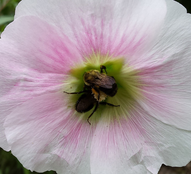 a bumblebee in the center of a light pink hollyhock blossom, with another bumblebee further inside