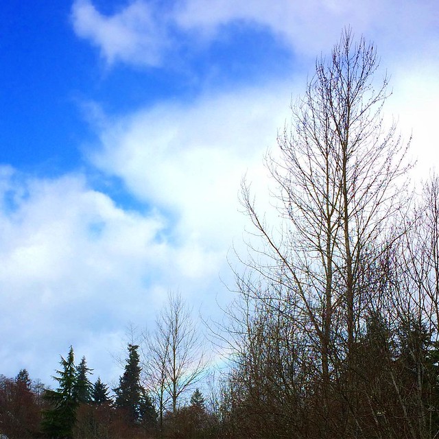 Unexpected bonus of walking in the rain this morning: rainbow spotting! 🌈