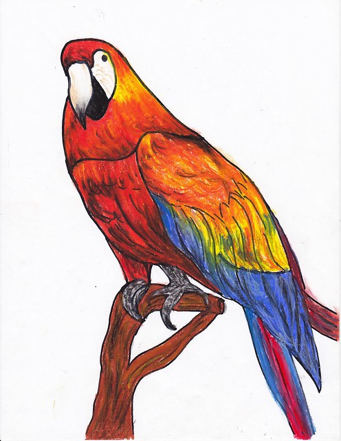 Macaw Completed Sample